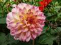 Pink and white dahlia 1